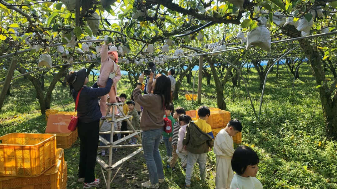 나주 배 수확 체험하는 모습. 사진 = 전라남도