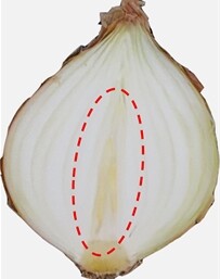 겨울철 양파·마늘, ‘보관이 반’… 싹 트는 손실 막는 저장 관리법