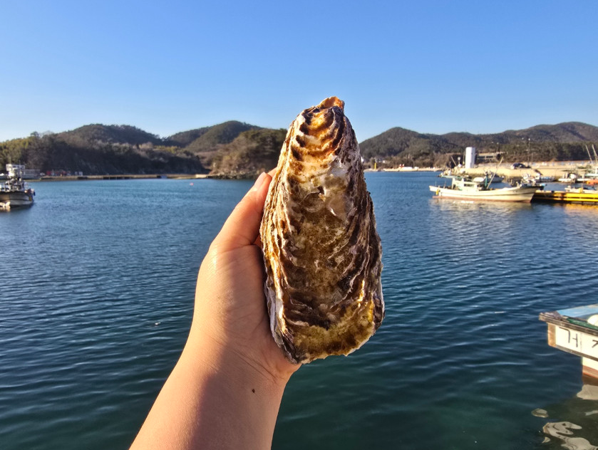 홍합탕의 진실, 외래종이 토종 ‘섭’을 대신했다