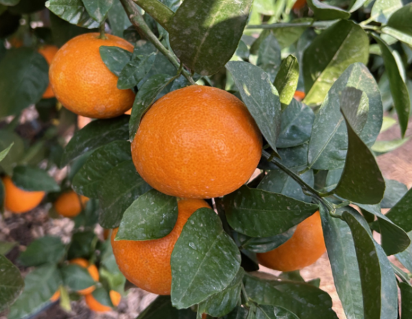 농진청, 국산 만감류 ‘미래향’, 본격 시장 진출