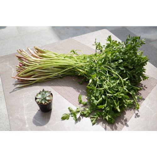 겨울 끝에서 가장 먼저 향을 내는 채소, 미나리 - 뉴스 썸네일 이미지