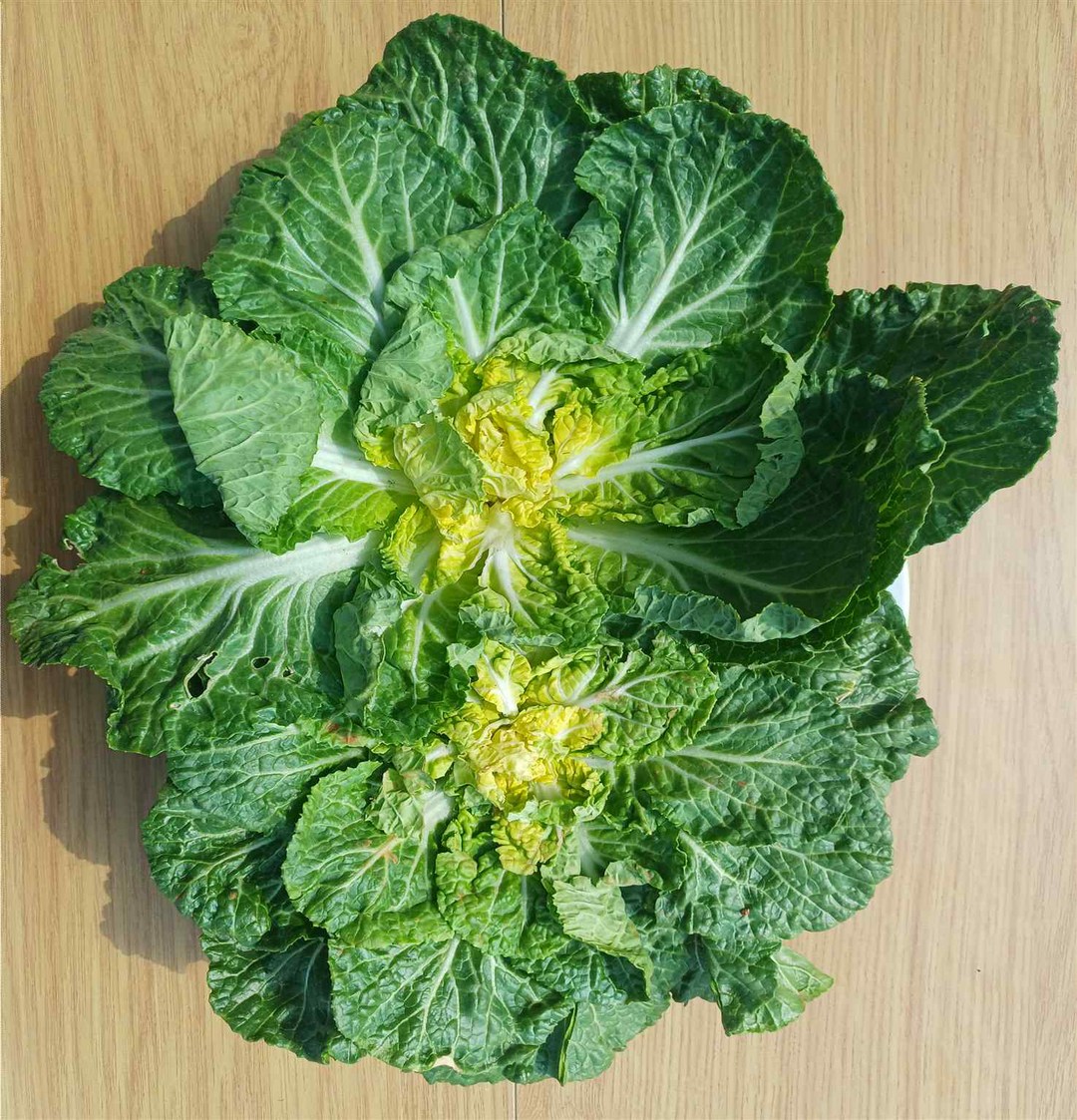 ‘봄동 비빔밥’ 유행…식약처, 봄나물 집중 점검