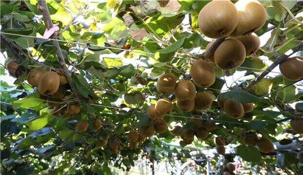 [기획] 커피·전통주 넘어 '프리미엄 키위'까지… 초개인화 입은 F&B 구독 경제 전성시대