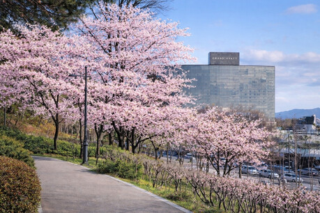 그랜드 하얏트 서울, 벚꽃 호캉스 "봄 온도 최적화"