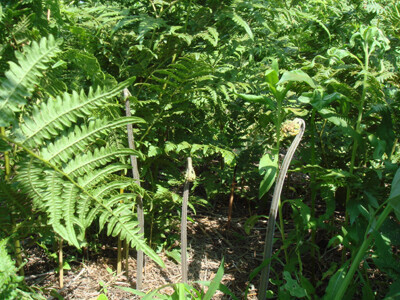 [서진영의 한식탐구] 구황 식물에서 제철 식재료로, 고사리는 어떻게 식탁에 남았나