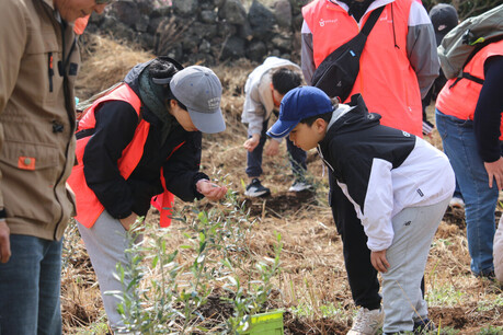 제주 비양도, ‘올리브섬’으로 변신… 어촌 활로 모색