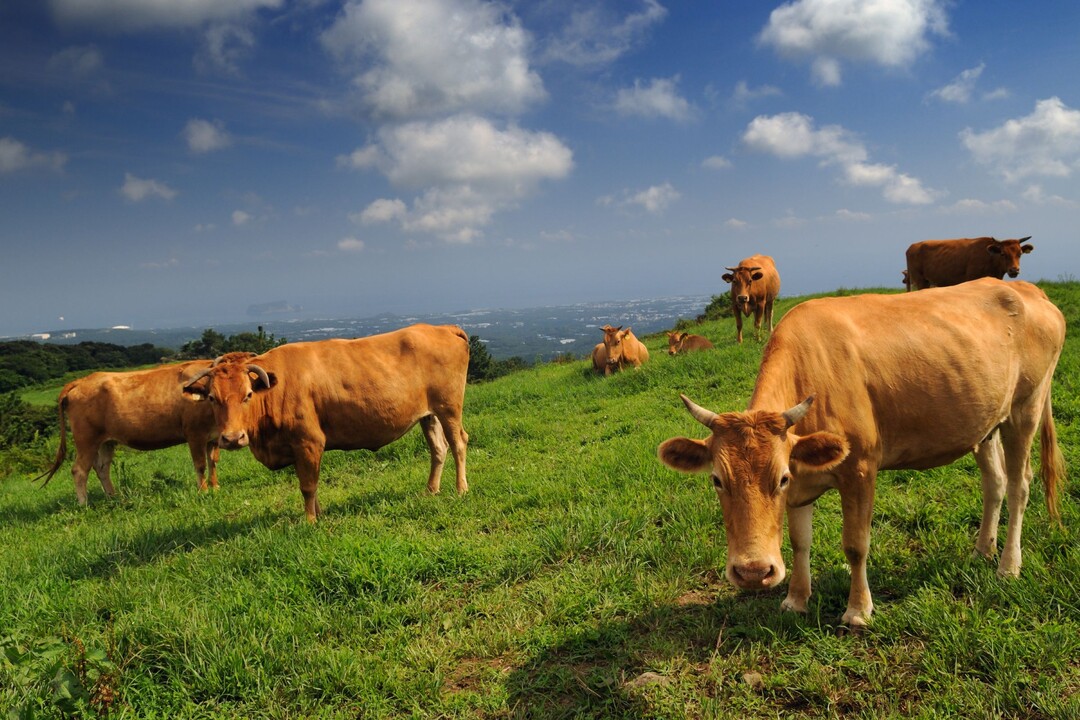 “소고기는 탄소가 많다?”… 지구의 날, 한우 산업이 말하는 저탄소 식탁