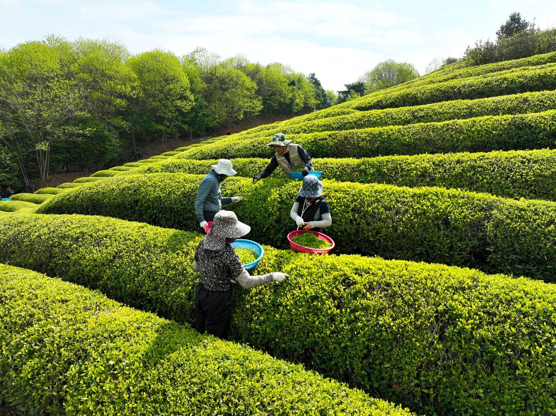 곡우 맞은 보성, 햇차 수확 시작… ‘말차’로 제2 부흥기 연다