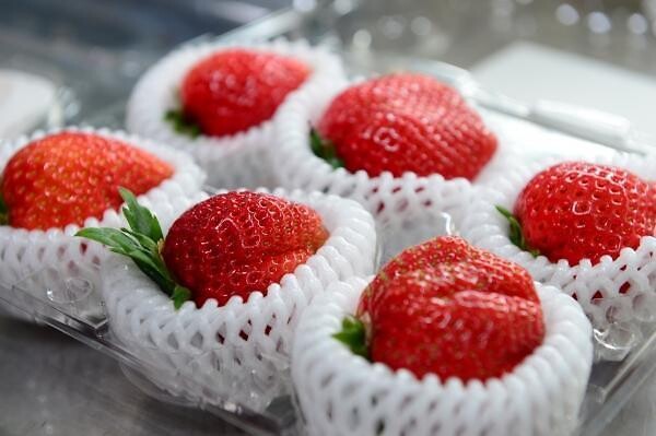 홍성 딸기, 세계 시장 정조준… ‘스마트 수출 전문단지’로 도약 기반 마련