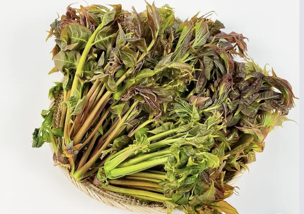 [서진영의 한식탐구] 봄의 짧은 향을 먹다, 가죽나물