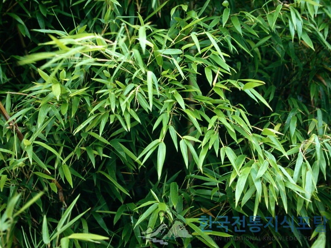 [서진영 한식탐구] 봄 대나무의 두 얼굴, 죽순과 죽엽차
