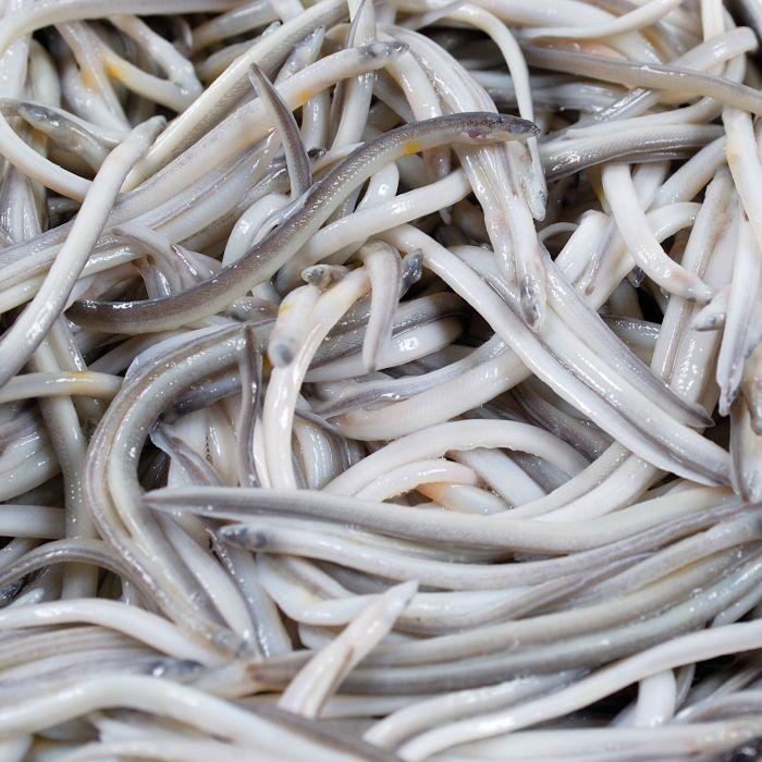 가늘고 반투명한 실뱀장어 '앙굴라(angulas)' 사진=Pescaderías Coruñesas