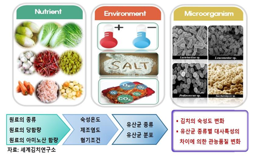 김치는 절임과 발효의 과정을 통해 미생물이 증식해서 장에 좋은 유산균을 만들어낸다. 사진 = 세계김치연구소