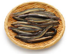 미꾸라지. 사진=해양수산부